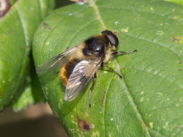 Cheilosia illustrata-190313.jpg